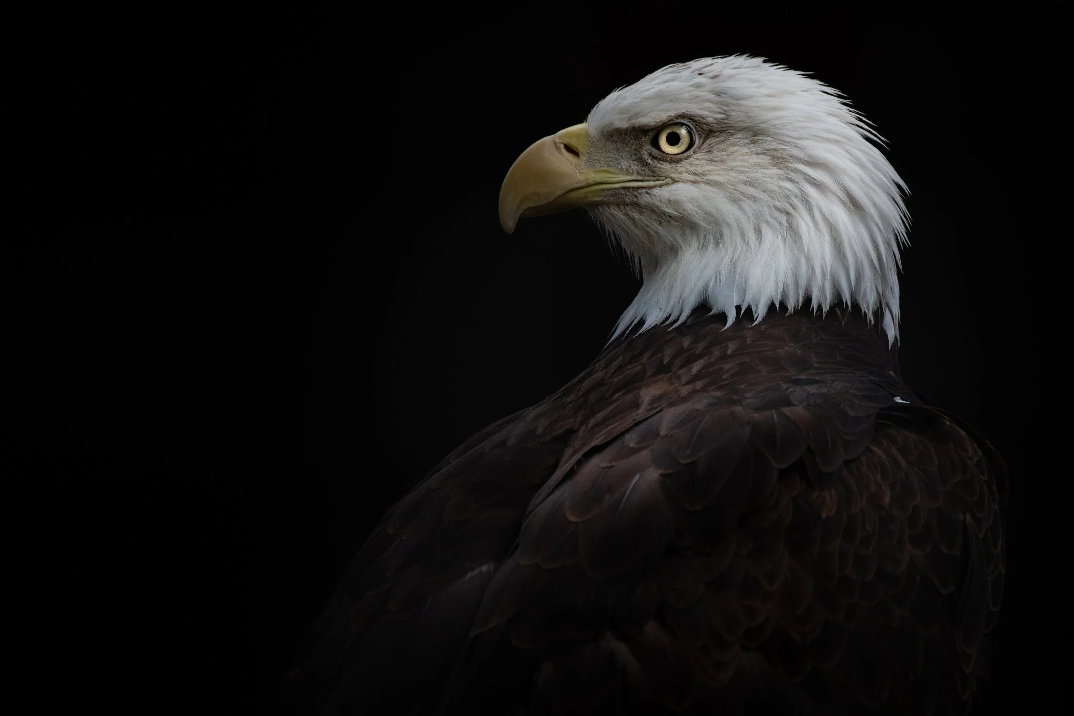 The Yellowstone Collection